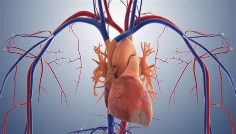 ¡Conoce 7 enfermedades comunes del sistema circulatorio! | Aló Doctor