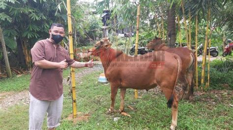 Dampak Wabah PMK Harga Sapi Kurban Di Pontianak Meroket