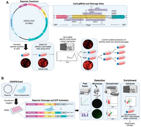 Frontiers Rapid Assessment Of Crispr Transfection Efficiency And