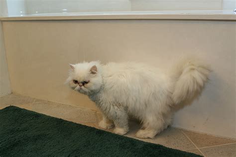 7 Cool Persian cat haircuts in Biological Science Picture Directory - Pulpbits.net : Biological ...