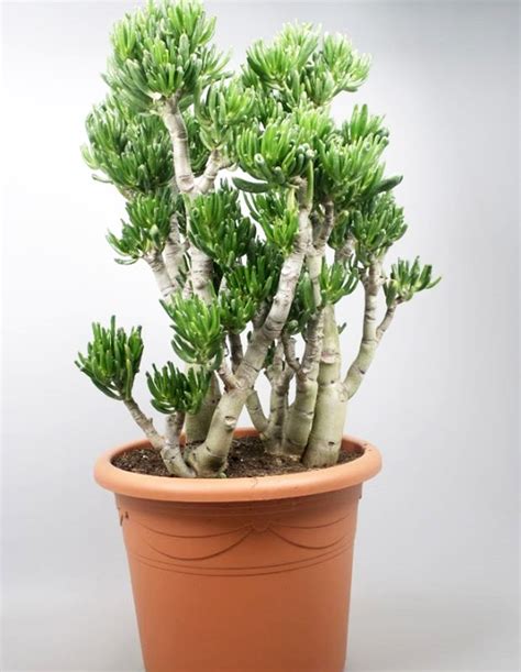 Crassula Ovata Gollum Growth And Care Guide For The Gollum Off