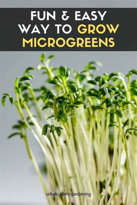 Fun Easy Way To Grow Microgreens Complete Guide Growing