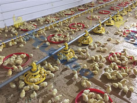 Broiler Chicken Farm In Philippines