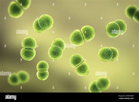 Streptococcus Pneumoniae Bacteria Illustration Stock Photo Alamy