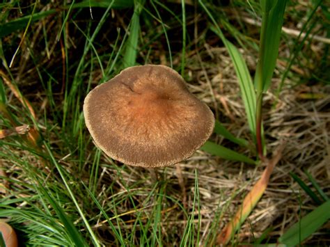 Panaeolus Cinctulus