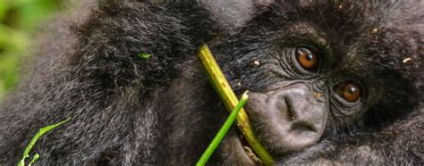 Mountain Gorilla Diet | Insights into Their Daily Meals