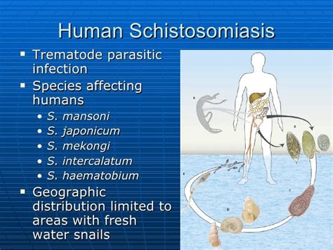 Intestinal Schistosomiasis