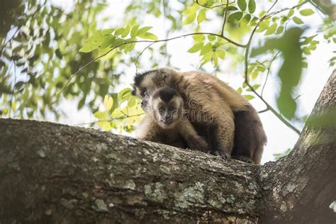 Brown Striped Tufted Capuchin Monkey Stock Photo Image Of Wildlife