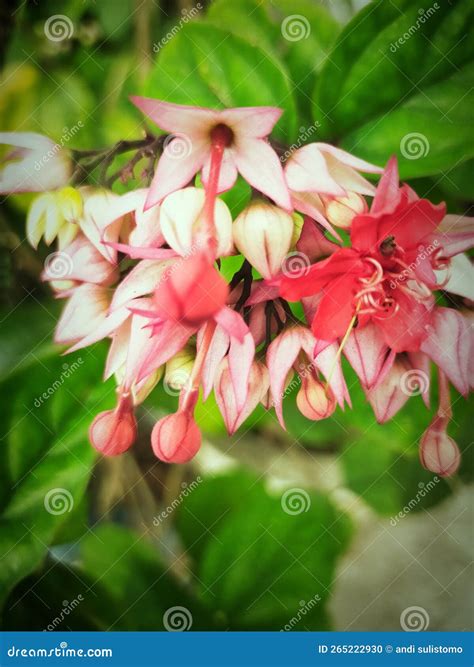 Clerodendrum Thomsoniae Stock Photo Image Of Pink Leaf 265222930