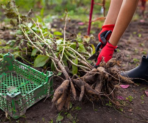 How To Overwinter Dahlias A Step By Step Guide To