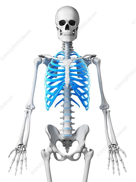 Human Ribcage Illustration Stock Image F010 7138 Science Photo