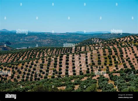 A View Of An Olive Grove In Rute Andalusia Spain And Encinas Reales