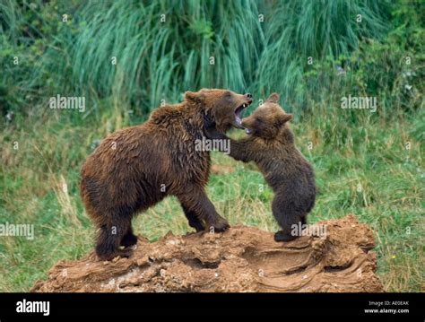 Brown bear mother and cub Stock Photo - Alamy