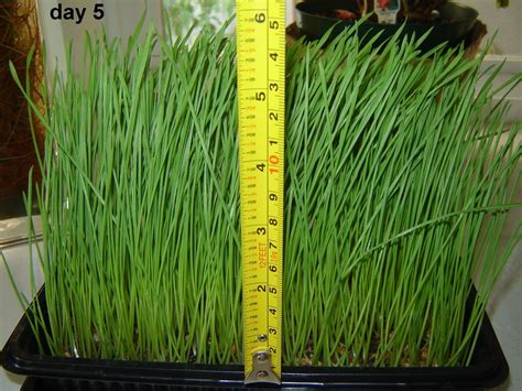 Grow Your Own Wheatgrass 7 Steps With Pictures Instructables