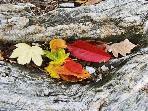 Wohin Mit Dem Herbstlaub Graz Umgebung