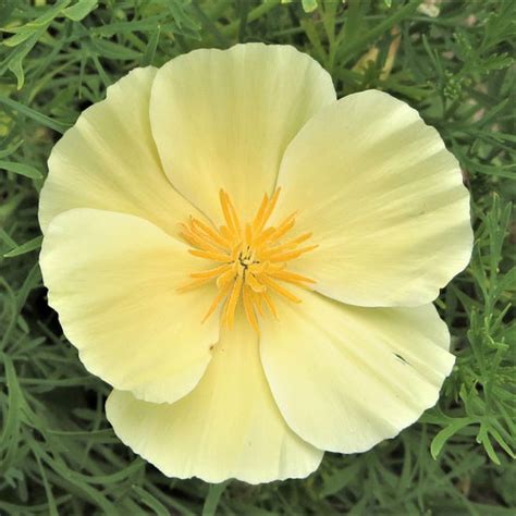 California Poppy Seeds | Shop 20 Varieties | Eden Brothers