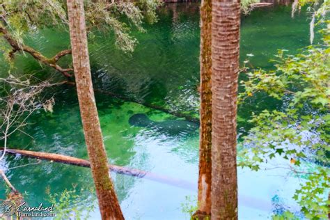 Blue Spring State Park In Florida Adventures By Burnsland