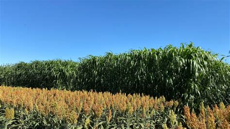 2023 Texas Aandm Agrilife Bushland Forage Sorghum Silage Trial Amarillo