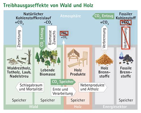 Aktiver Waldumbau Holz nützen Klima schützen Österreichischer