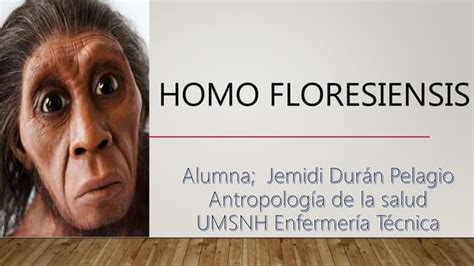 Homo floresiensis | PPT