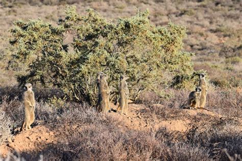 A Cute Meerkat Family in the Desert of Oudtshoorn, South Africa Stock ...