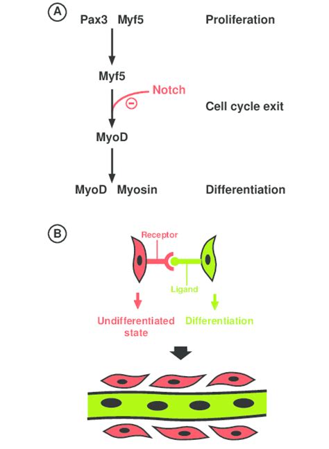 Involvement Of Notch Signalling Between The Myf5 Step And The