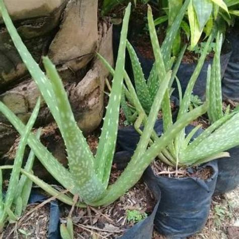 Jual Lidah Buaya Tanaman Hidup Aloe Vera Tanaman Daun Lidah Buaya