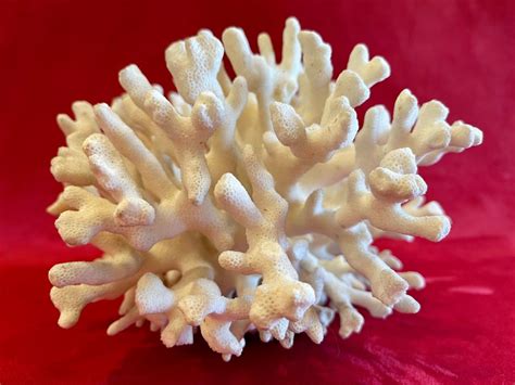 Proantic Large Stag Horn Coral