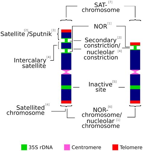 Frontiers The Nuclear S Rdna World In Plant Systematics And