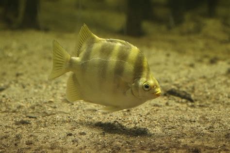 Poisson Pavillon Dafrique Scatophagus Tetracanthus Flickr