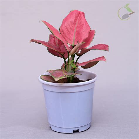 aglaonema super red creative garden nursery landscape designer