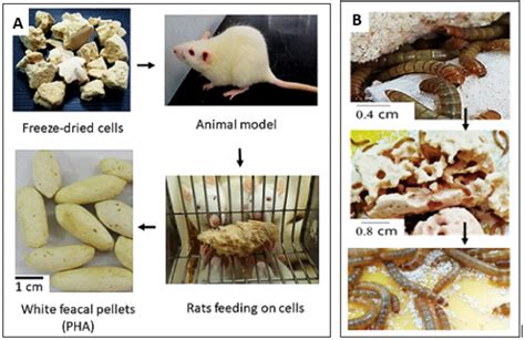 Phac The Ecobiomaterial Laboratory