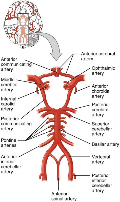 Circle of willis, Medical anatomy, Anatomy and physiology