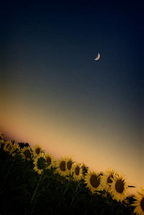 Sunflowers Under The Moon Photograph By David De Franceschi Pixels