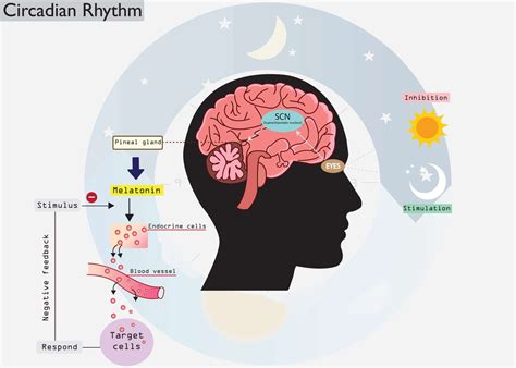 understanding  circadian rhythm night shift wellness