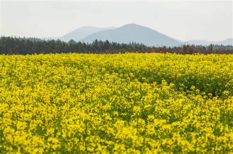 코로나 차단 삼척 이어 제주 가시리 유채꽃도 갈아엎는다