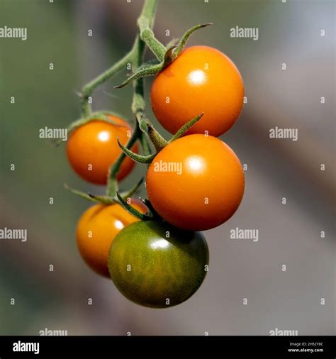 Hanging Tomatoes Hi Res Stock Photography And Images Alamy