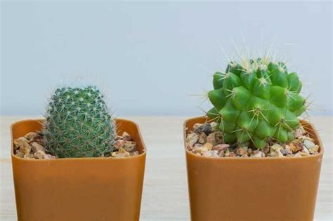 Como Cuidar De Tus Cactus En Casa