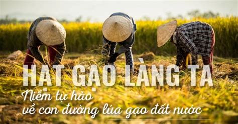 Hạt Gạo Làng Ta Niềm Tự Hào Về Con đường Lúa Gạo đất Nước