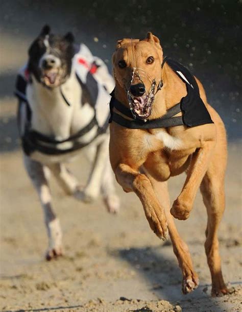 Greyhound – the fastest dog in the world | DinoAnimals.com