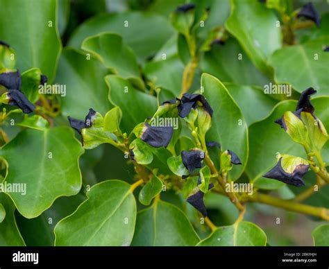 Griselinia Littoralis Plant Detail Black Leaf Tips Probably Due To