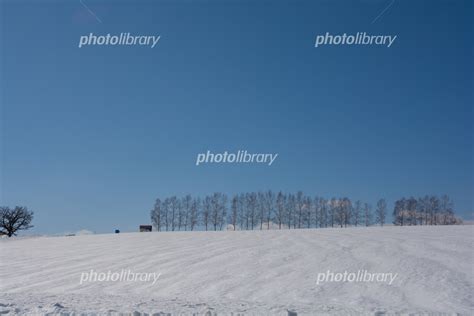 晴れた春の日の雪原とシラカバ並木 写真素材 6624368 フォトライブラリー Photolibrary