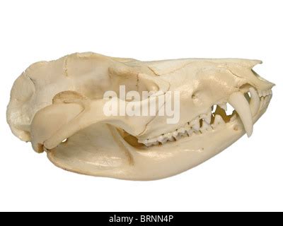 Skull of Virginia opossum (Didelphis virginiana) showing large number ...