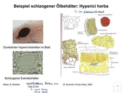 Praktikum Pflanzen Karteikarten Quizlet