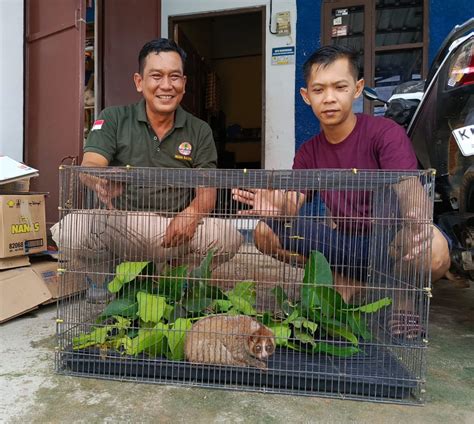 Bksda Resort Sampit Terima Seekor Kukang Dari Warga Kalteng Bicara