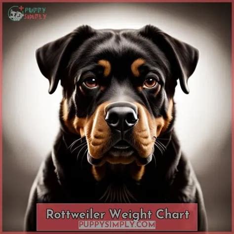 Grow Your Rottweiler Right: Weight & Height Chart for Male & Female