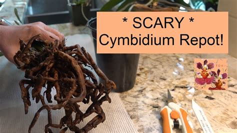 SCARY Cymbidium Orchid Repot How To Repot A Cymbidium Orchid