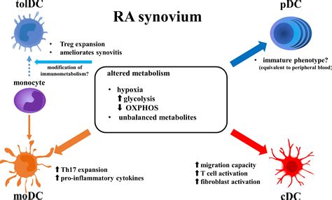 Frontiers The Role Of Dendritic Cells And Their Immunometabolism In