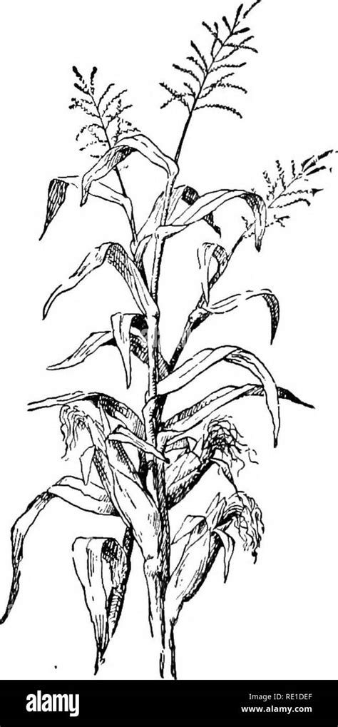 Corn Stalk Drawing