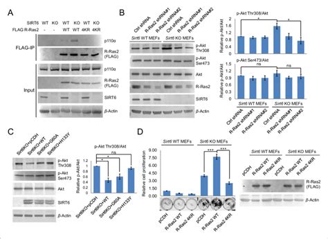 Lysine Fatty Acylation Of R Ras2 Activates PI3K Akt Pathway And